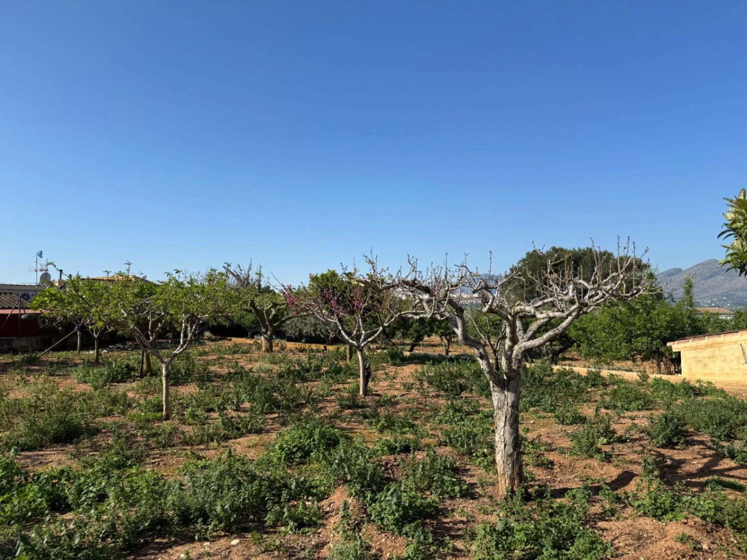 F0206 - Boerderij in Benissa op 15 minuten lopen naar het centrum