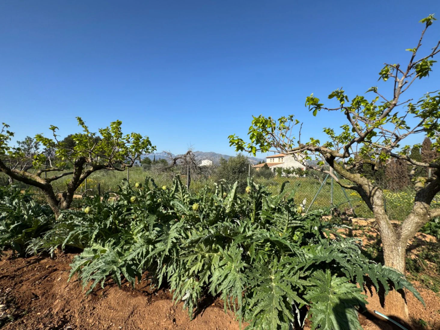 F0206 - Boerderij in Benissa op 15 minuten lopen naar het centrum