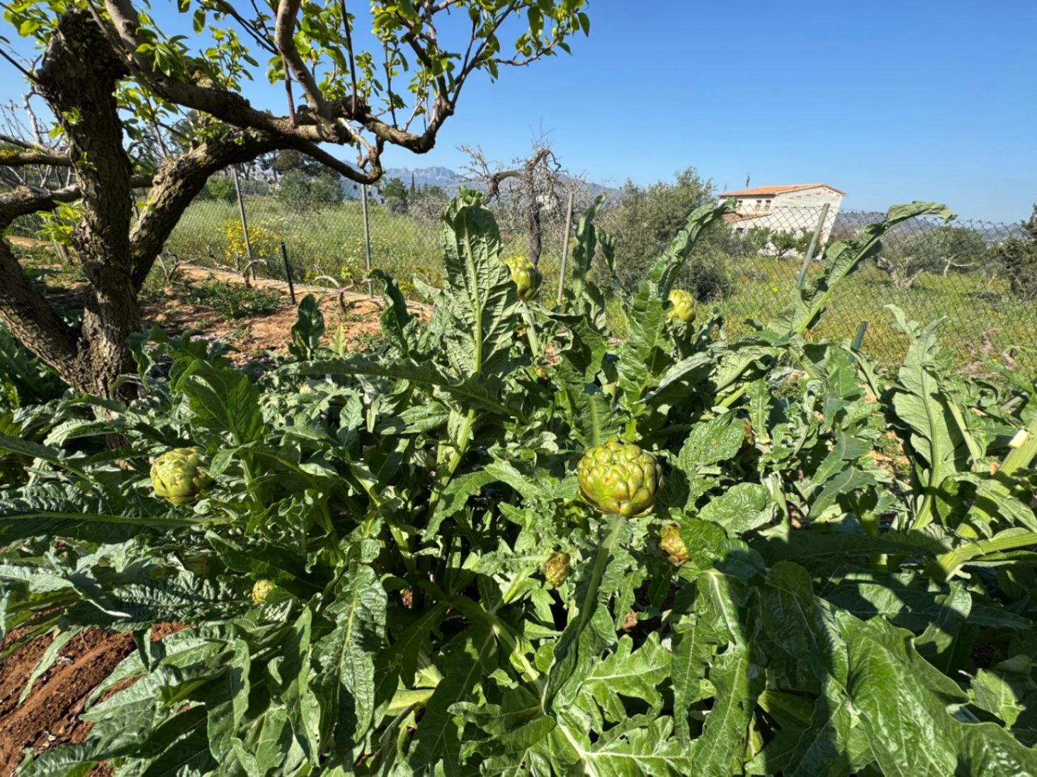 F0206 - Boerderij in Benissa op 15 minuten lopen naar het centrum
