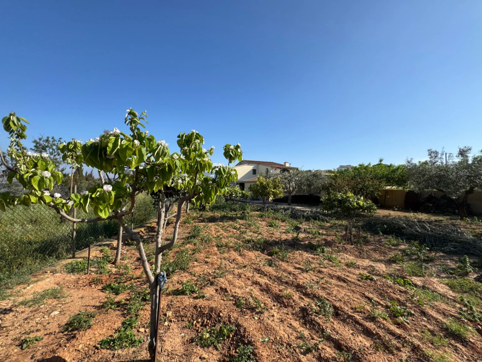 F0206 - Boerderij in Benissa op 15 minuten lopen naar het centrum
