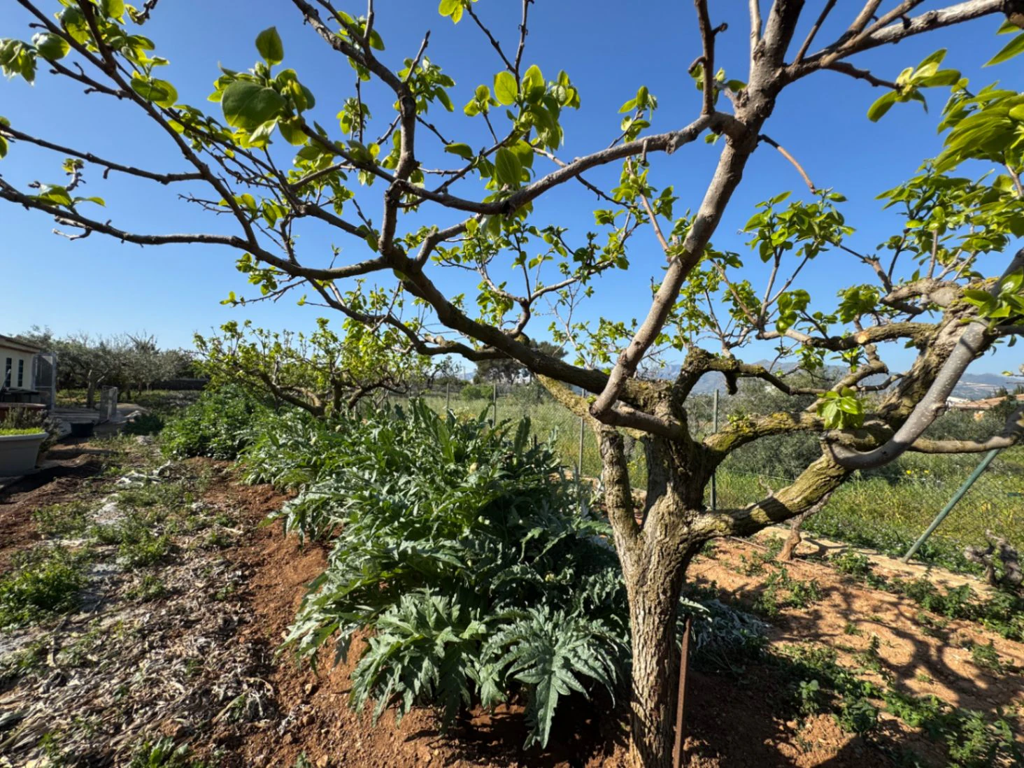 F0206 - Boerderij in Benissa op 15 minuten lopen naar het centrum
