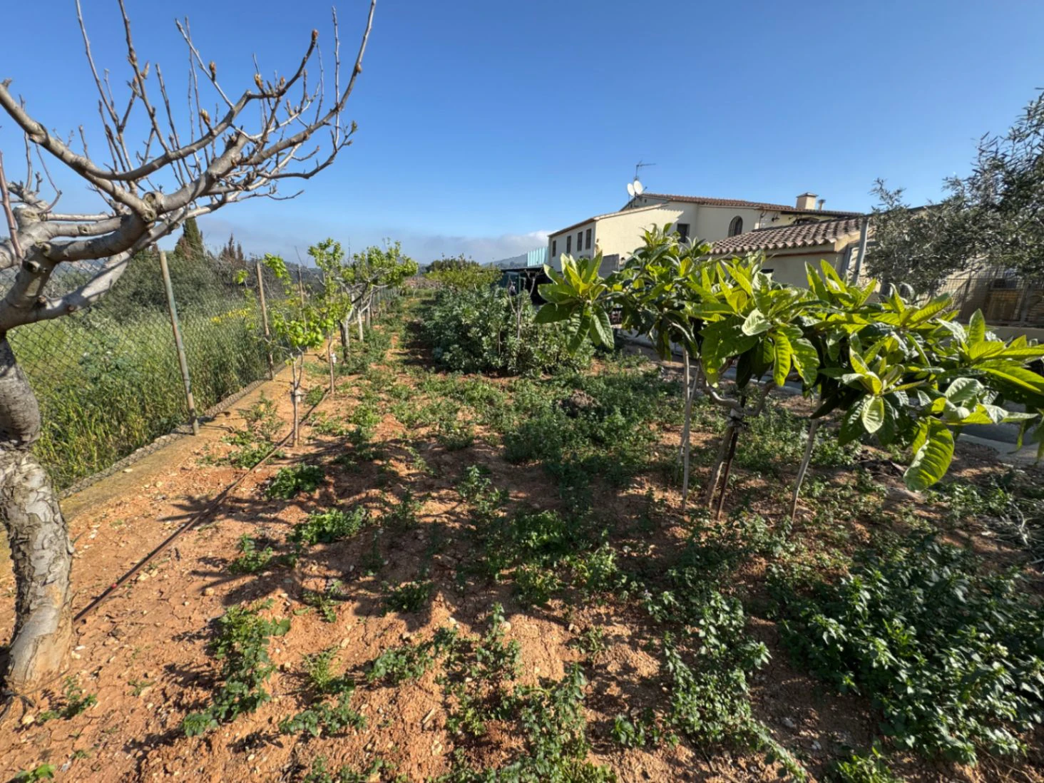 F0206 - Boerderij in Benissa op 15 minuten lopen naar het centrum