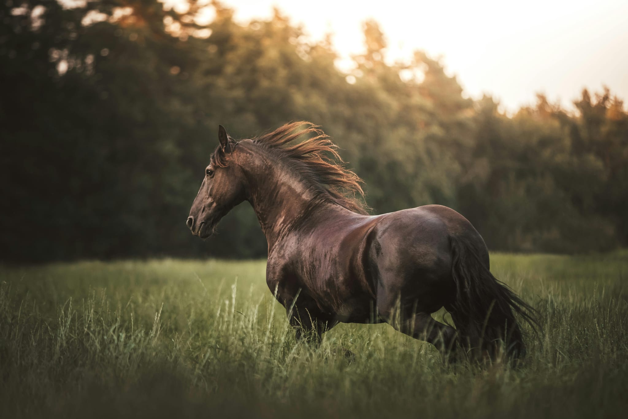 El Año del Caballo de Fuego 2026: Un "reseteo" vital para tu hogar y tu futuro