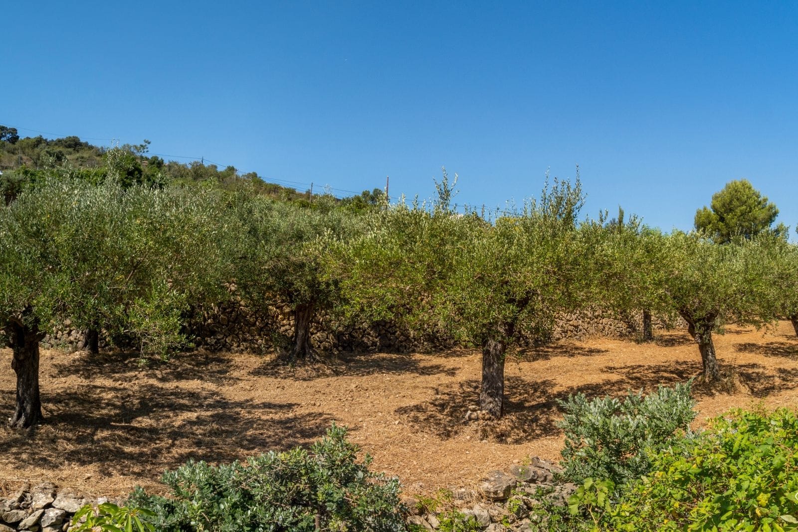 Amplia villa con carácter, piscina y hermoso jardín en Llíber – en el corazón del Valle de Jalón