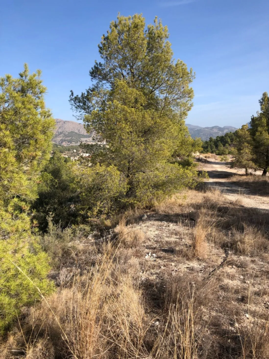 Terreno para construcción de apartamentos turísticos en La Nucía