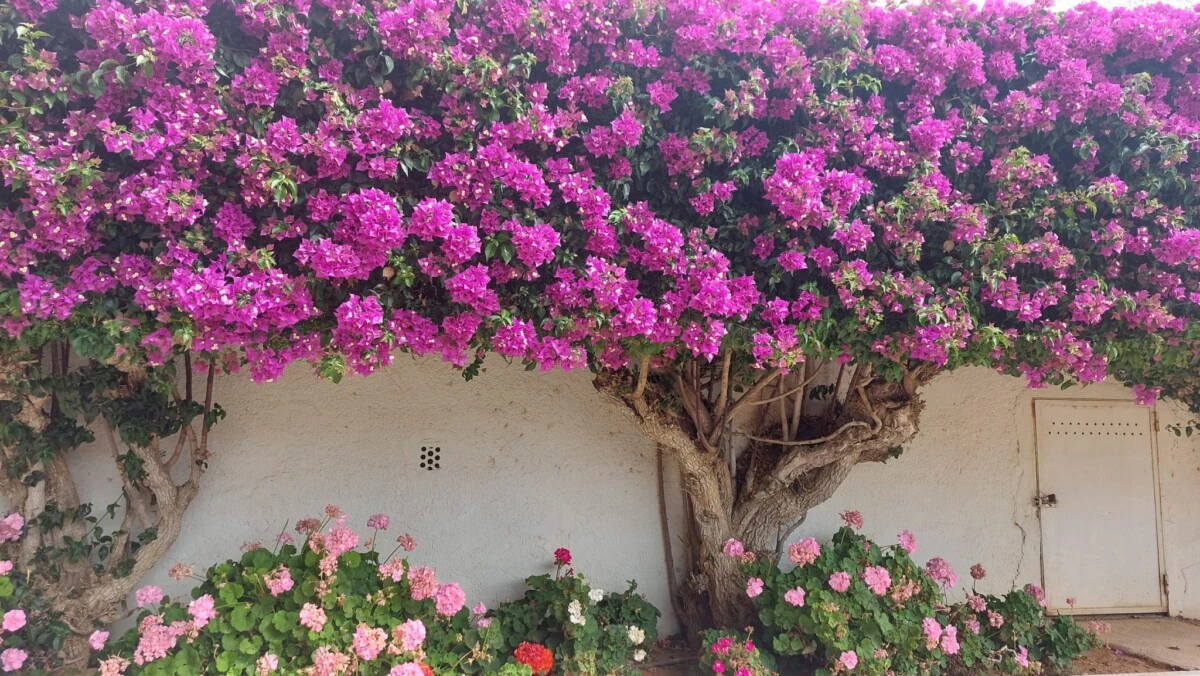 Apartamento en venta en Jávea