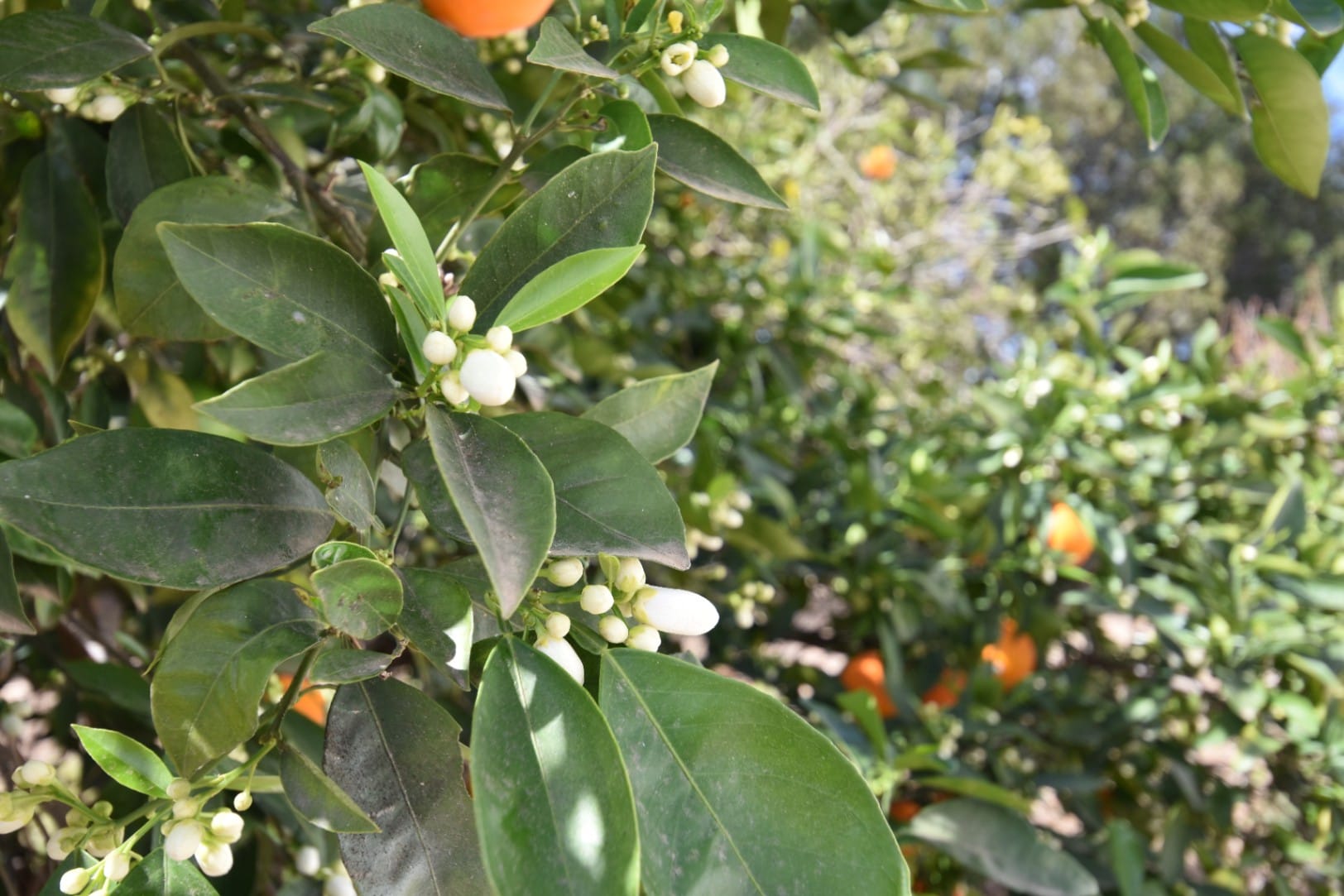 Finca rústica en venta en Denia
