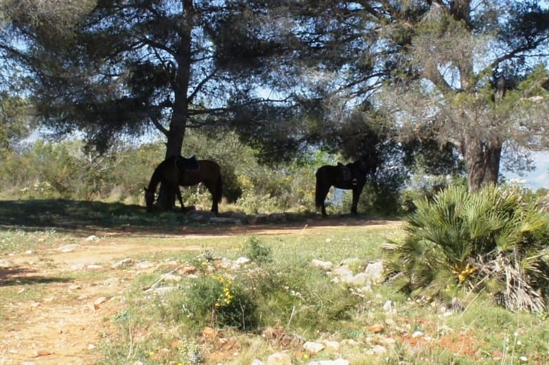 Gran finca en venta en Benidoleig