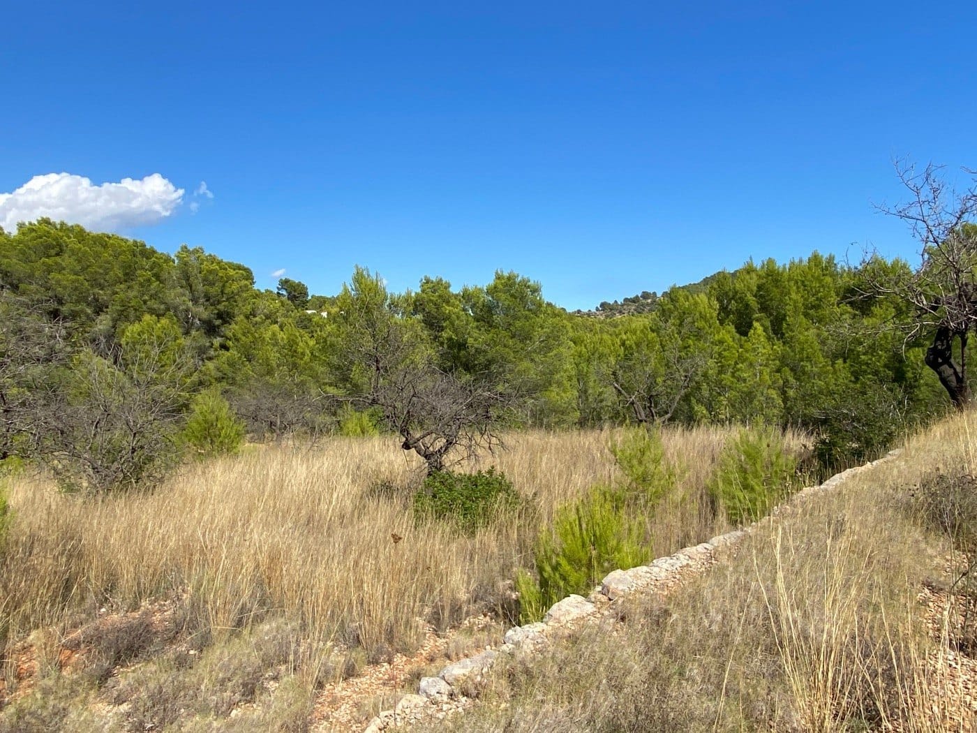 P104 - Rustikales Land gut gelegen, ziemlich flach, in ländlicher Gegend in der Nähe von Calpe.