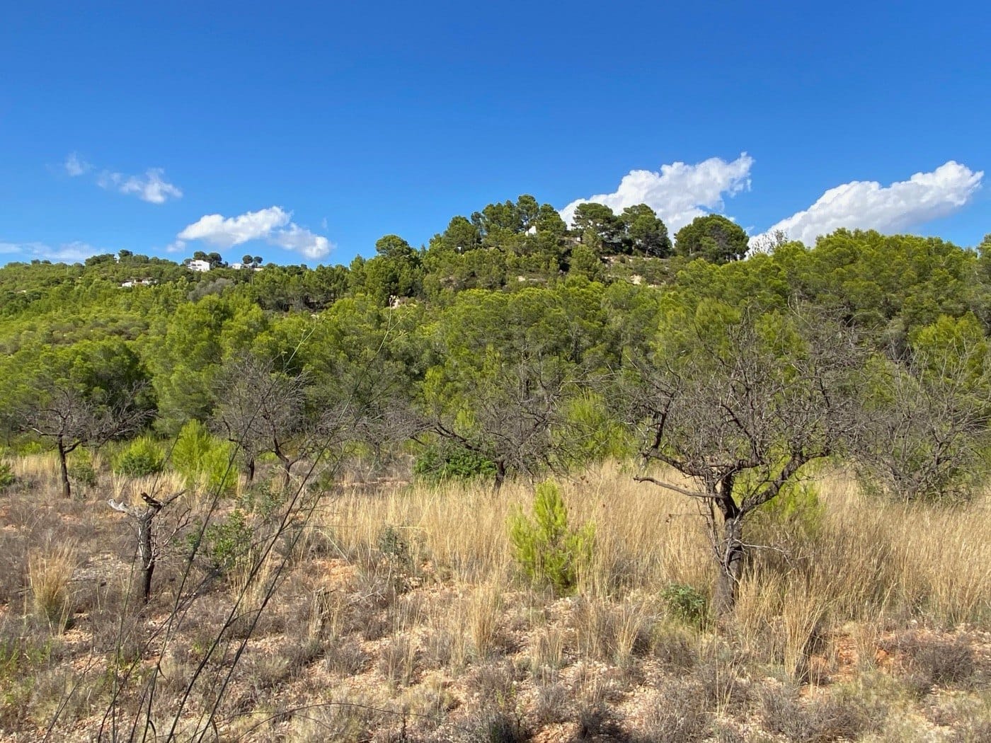 P104 - Rustikales Land gut gelegen, ziemlich flach, in ländlicher Gegend in der Nähe von Calpe.