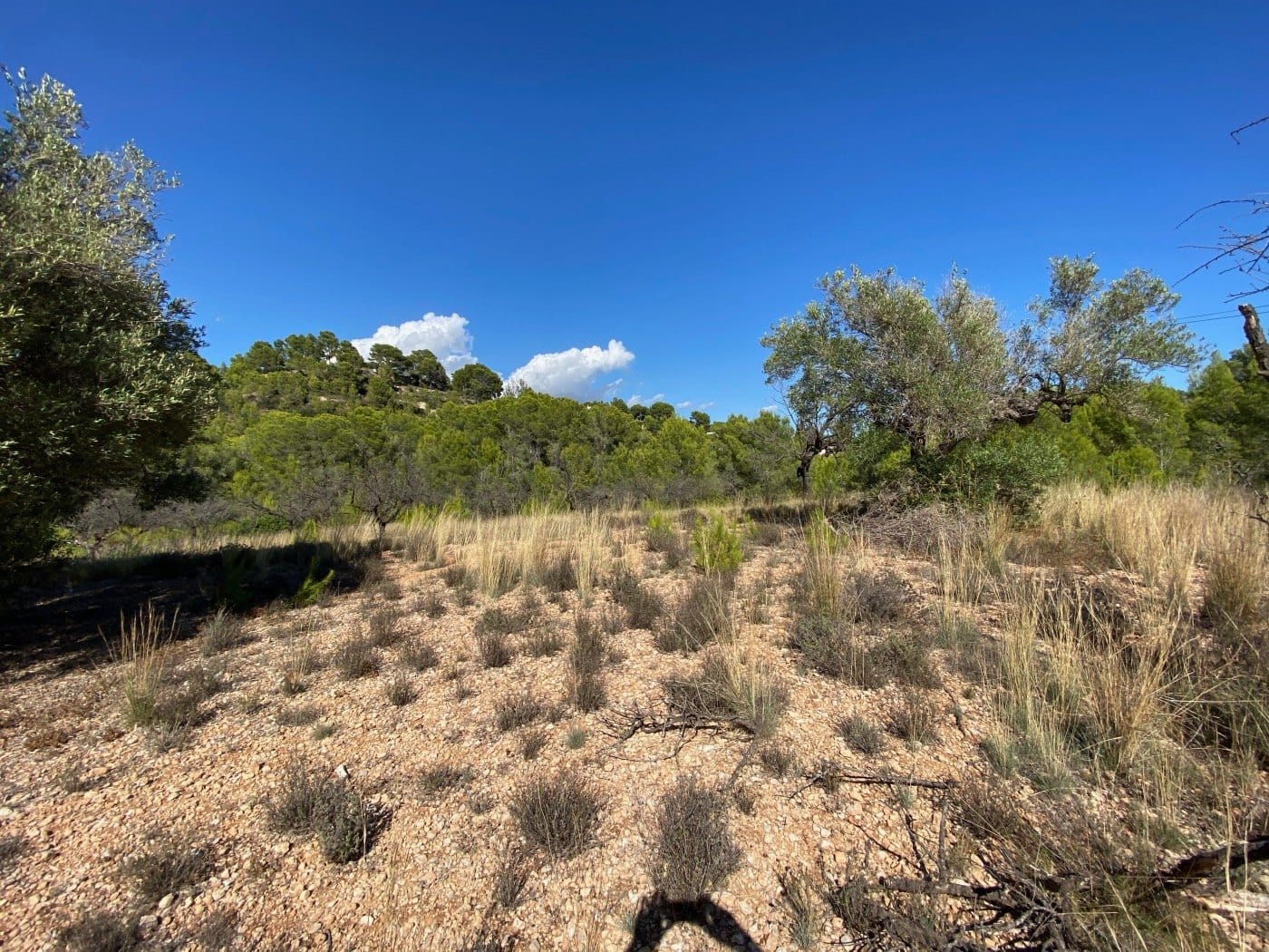 P104 - Rustikales Land gut gelegen, ziemlich flach, in ländlicher Gegend in der Nähe von Calpe.