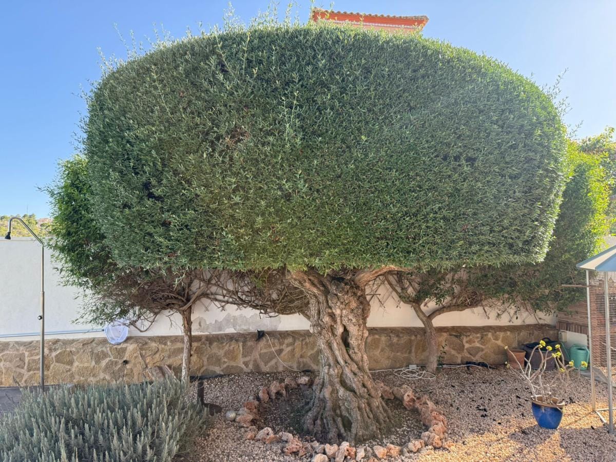 Detached Villa te verkoop in San Miguel De Salinas