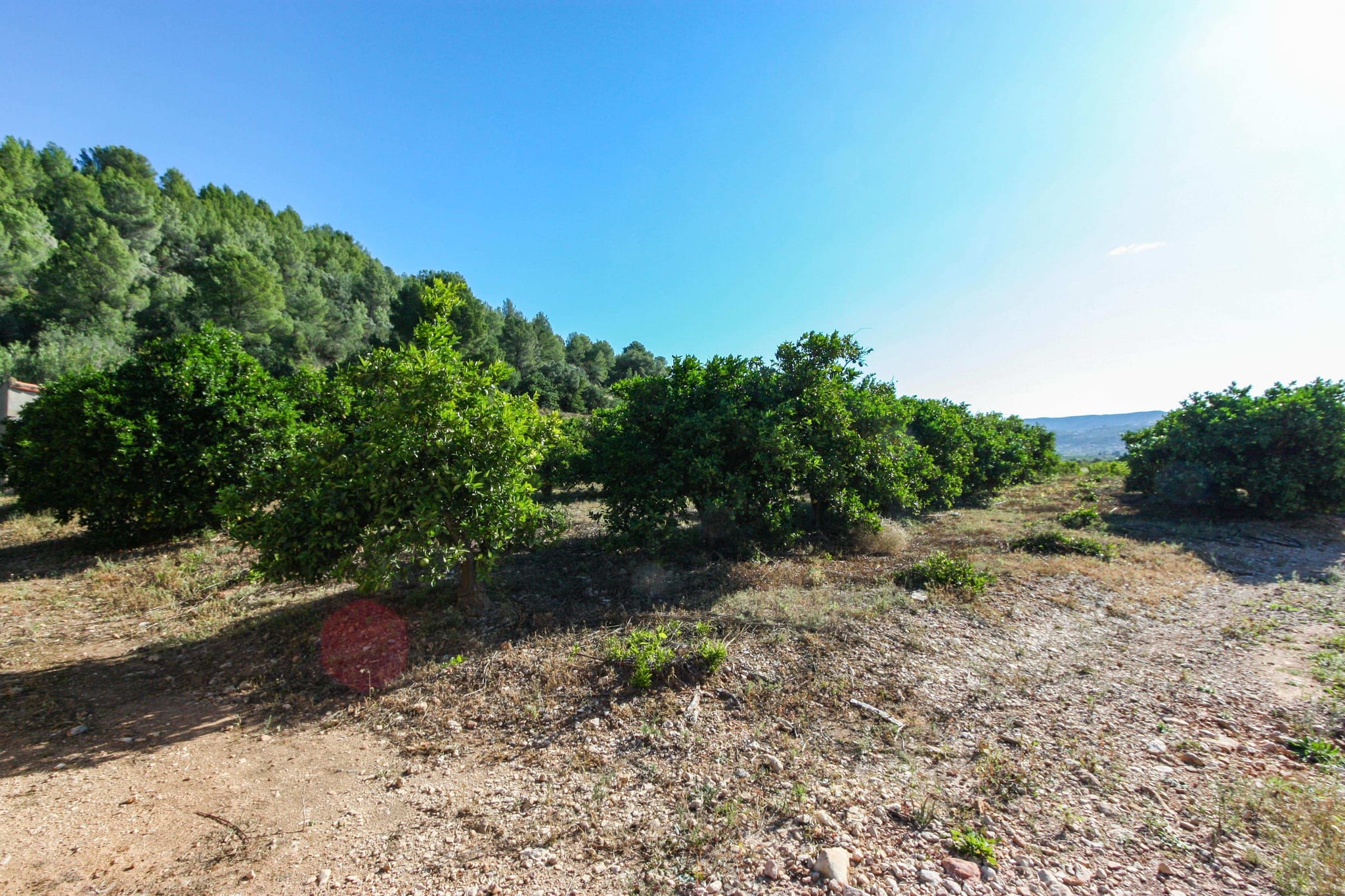 Plot en venta en Sagra