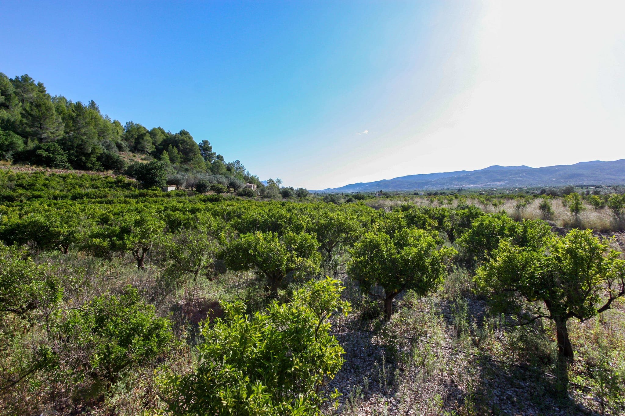 Plot en venta en Sagra