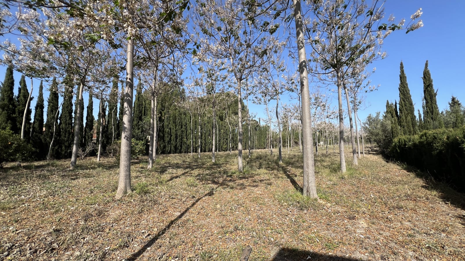 Finca en Pedreguer