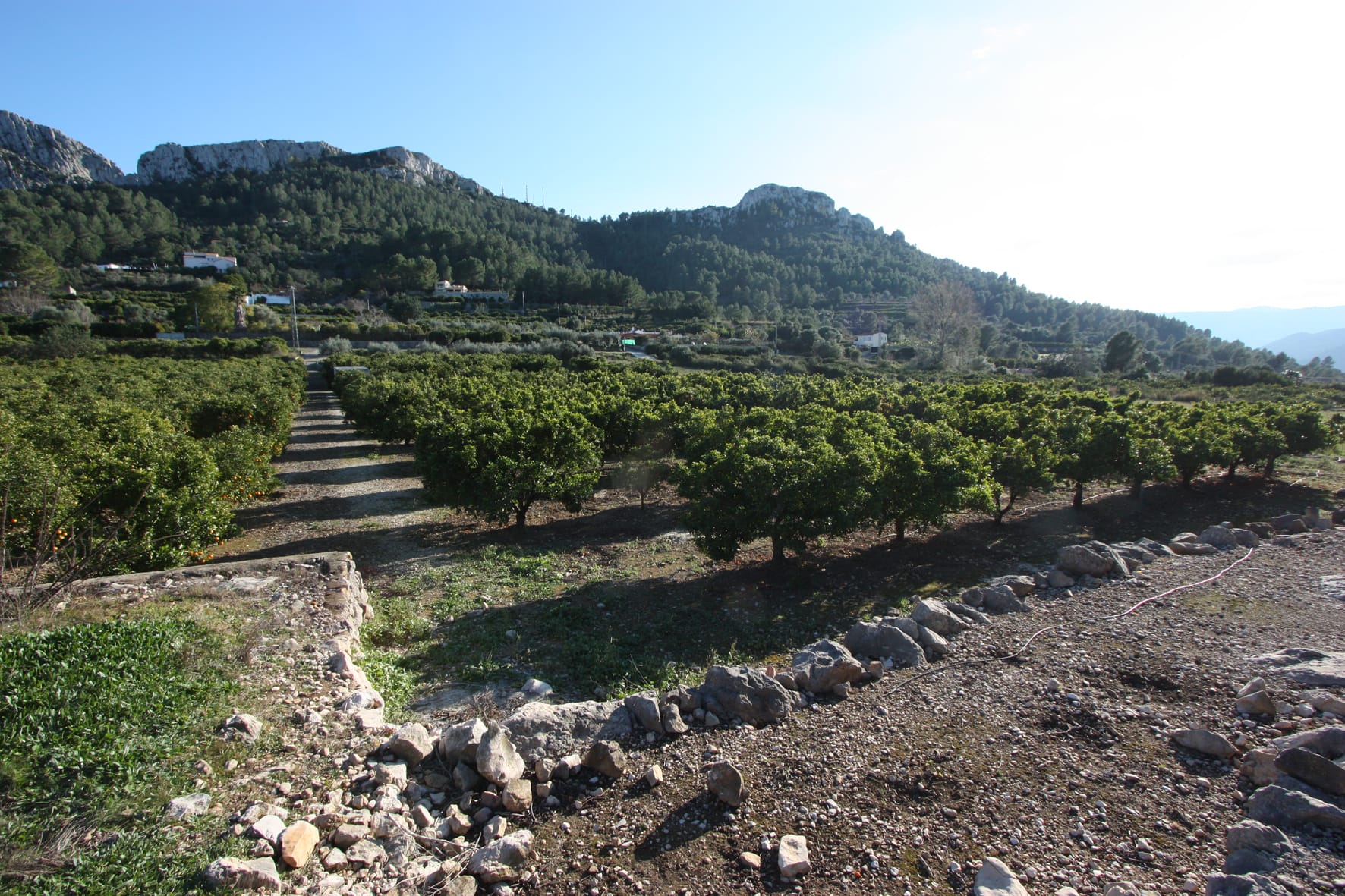 Plot en venta en Benimeli