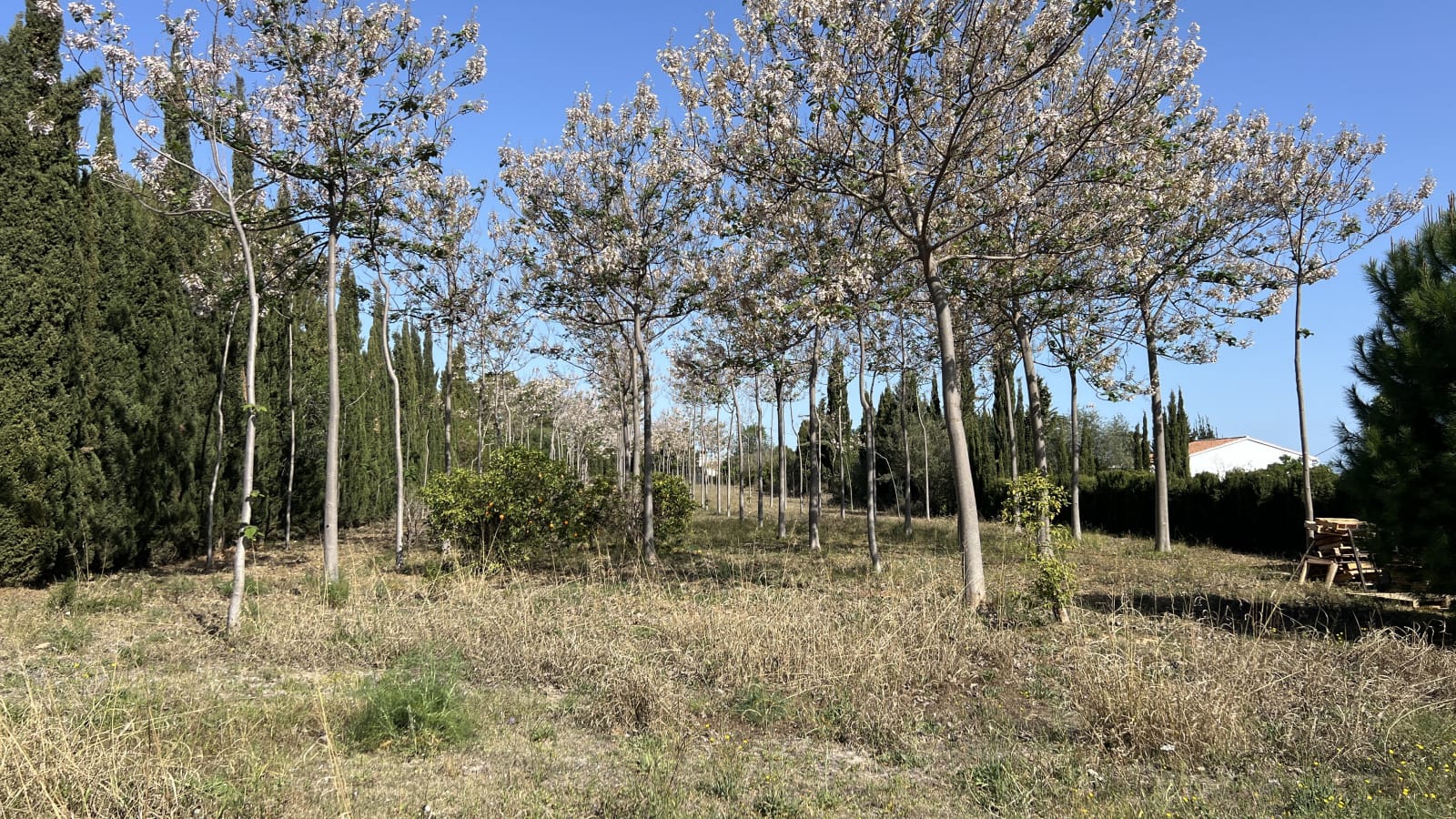 Finca en Pedreguer