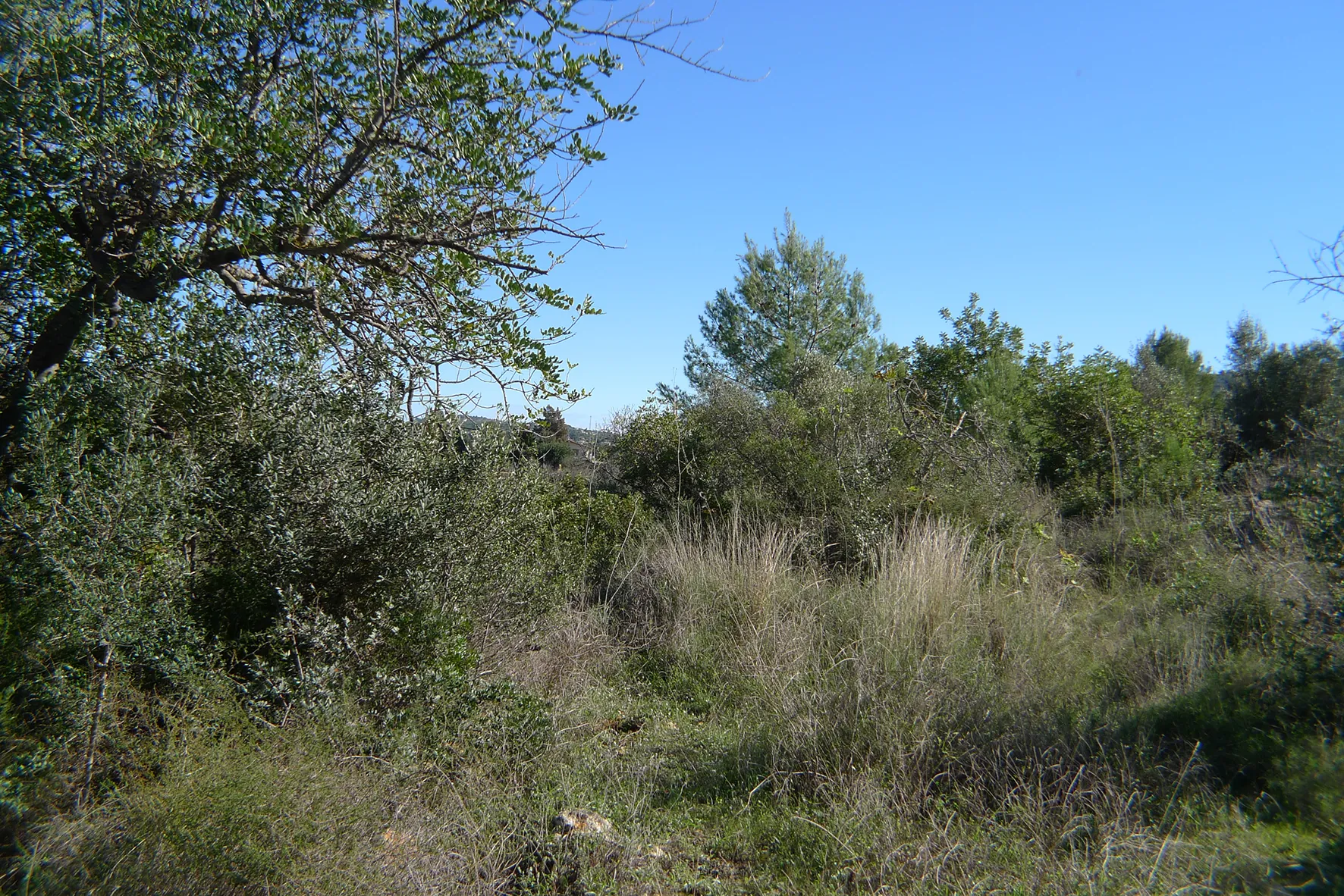 Parcela en venta en Jalón