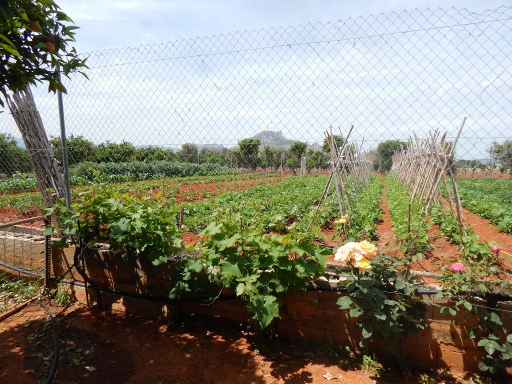 Finca en Denia en venta