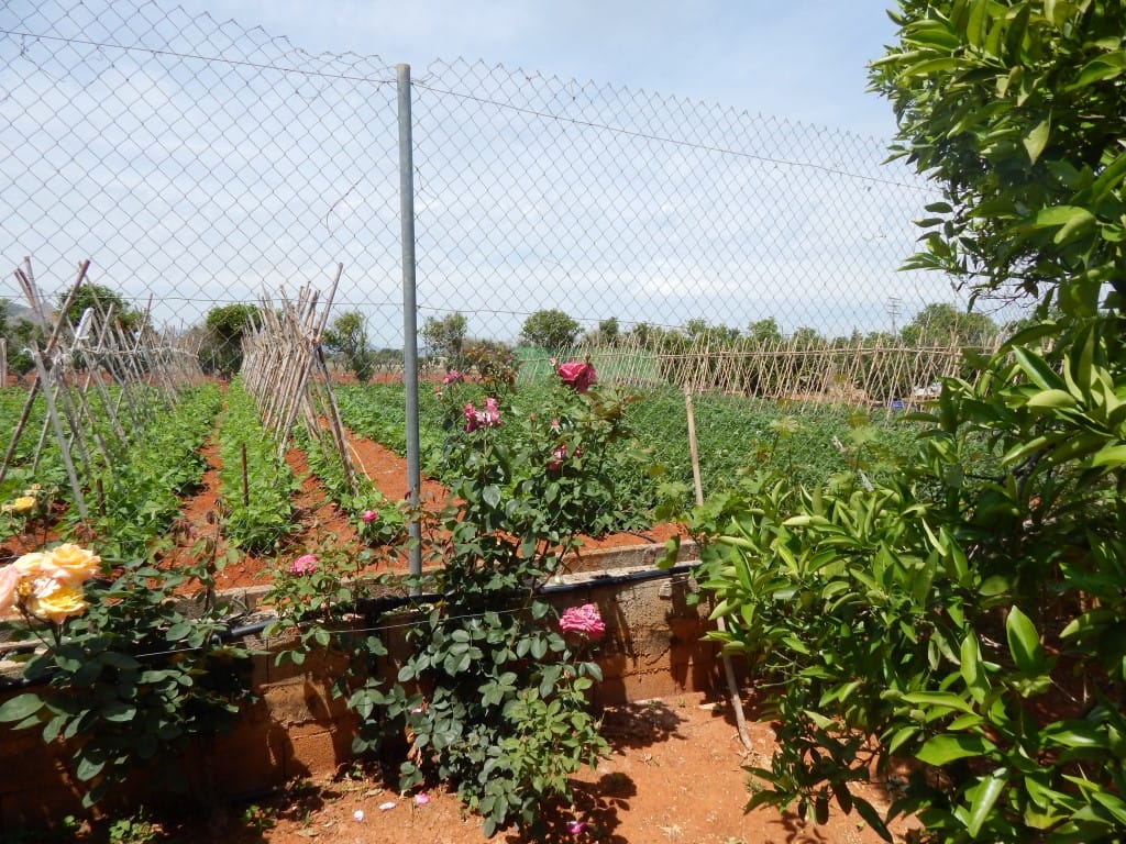Finca en Denia en venta