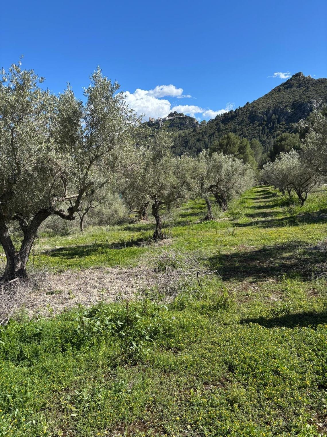 Terreno en venta en Guadalest, Alicante - 12,000 m²
