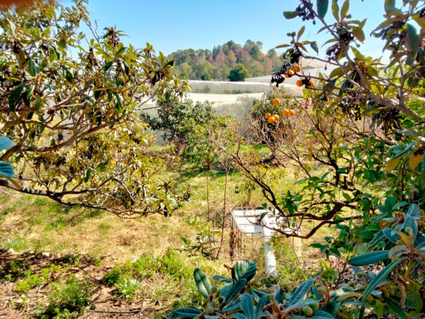 Farm for sale in Por Determinar