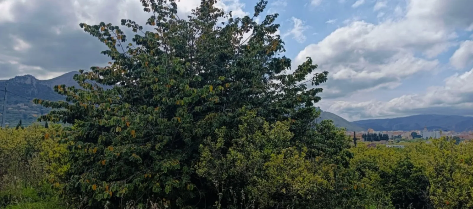 Terreno en Pego con agua, luz y posibilidad de construcción