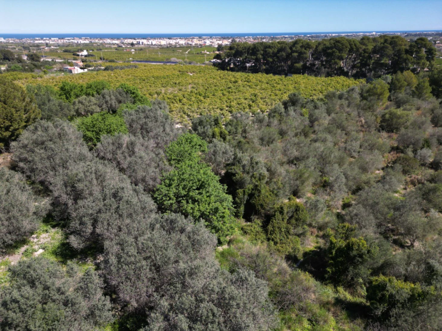 Terrain à vendre dans la forêt d’orangers à Benidoleig - avec un potentiel de construction et une vue imprenable