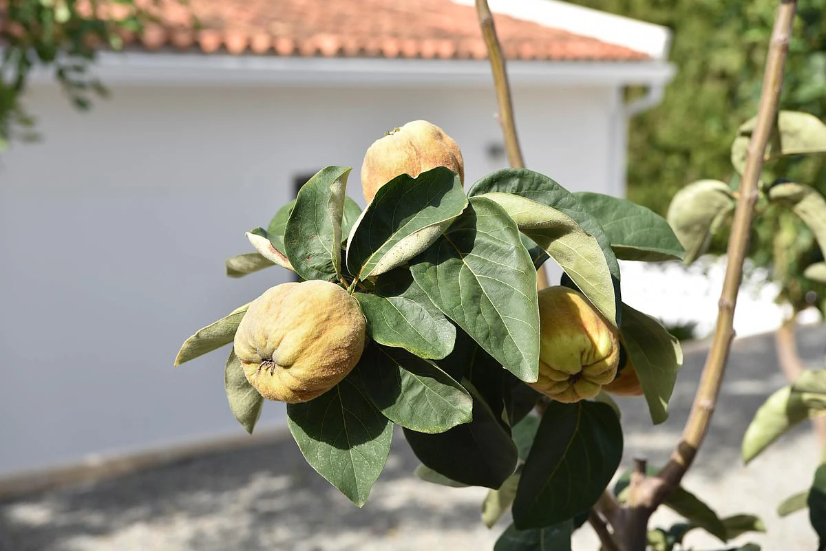 Venta. Villa en Benissa