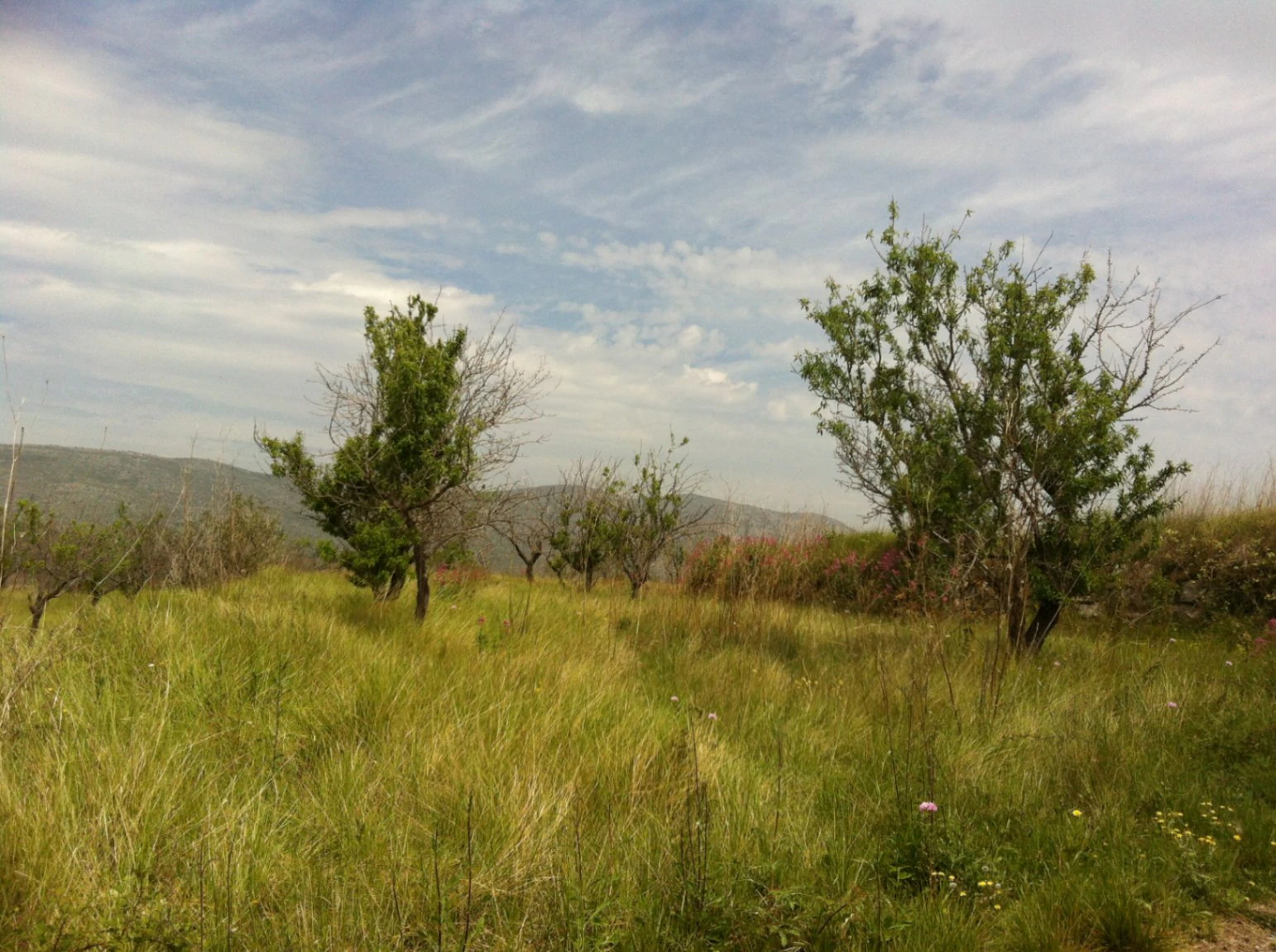 Rustic plot with nice views for sale in Benissa