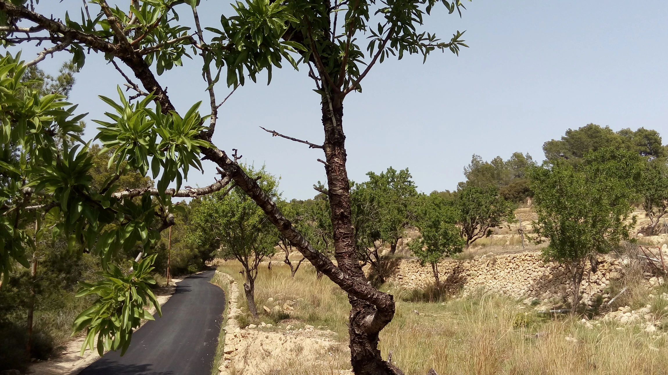 Plot for sale in Benissa