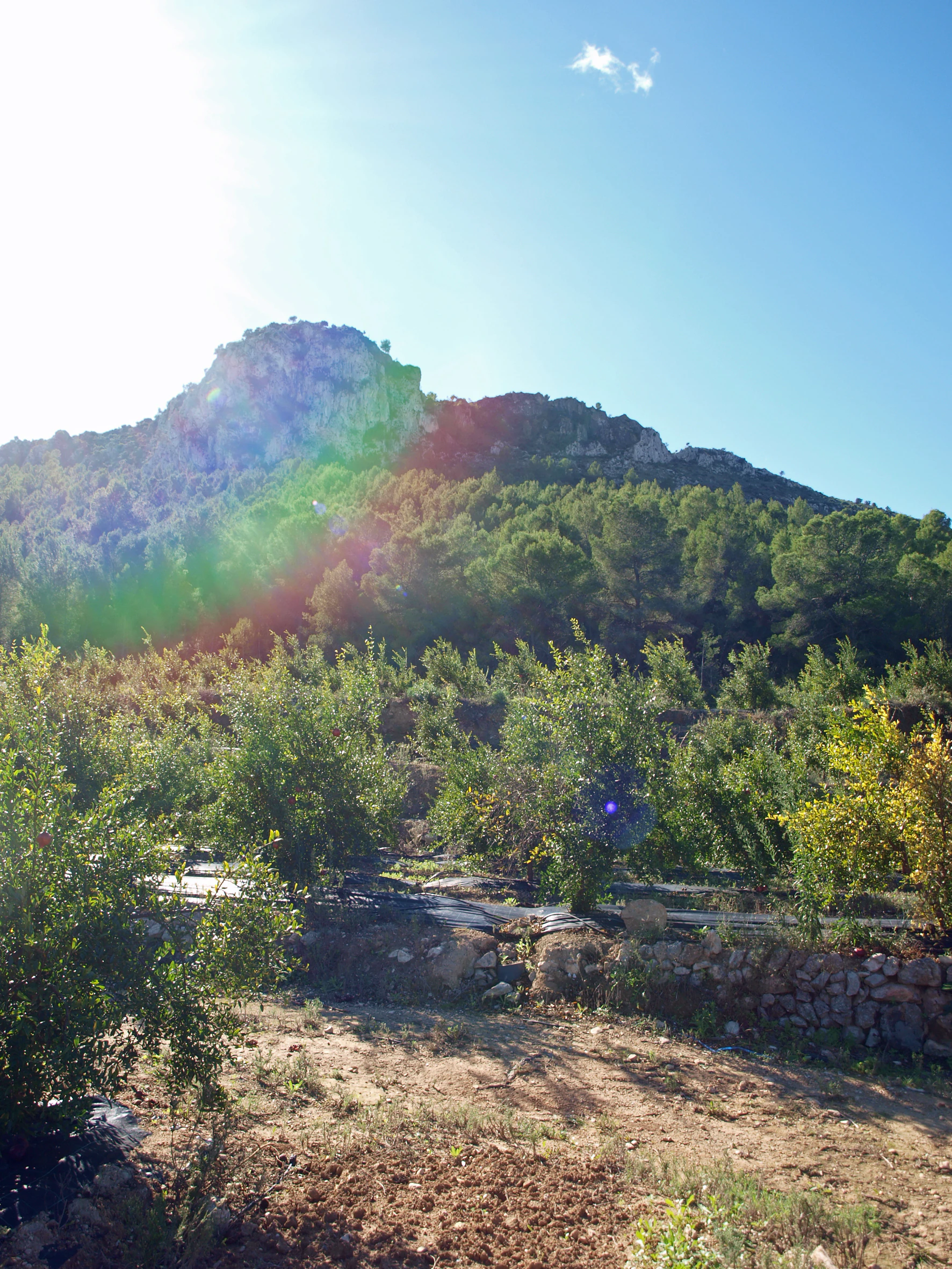 PARCELA 13000 m² LLANA