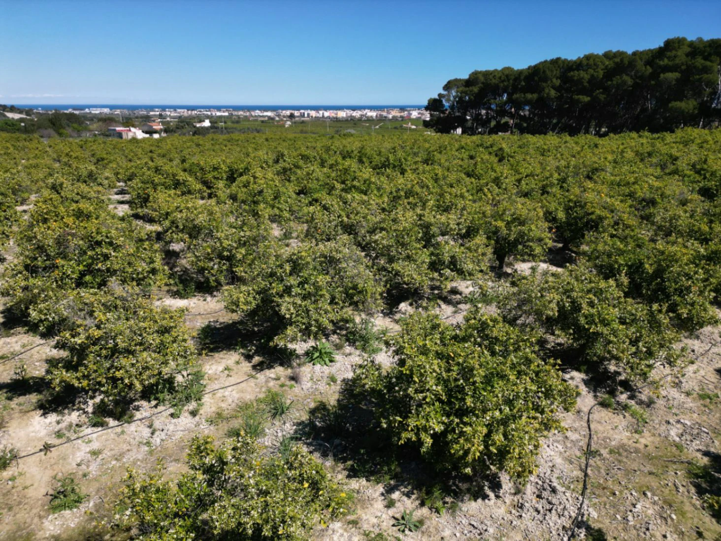 Terrain à vendre dans la forêt d’orangers à Benidoleig - avec un potentiel de construction et une vue imprenable