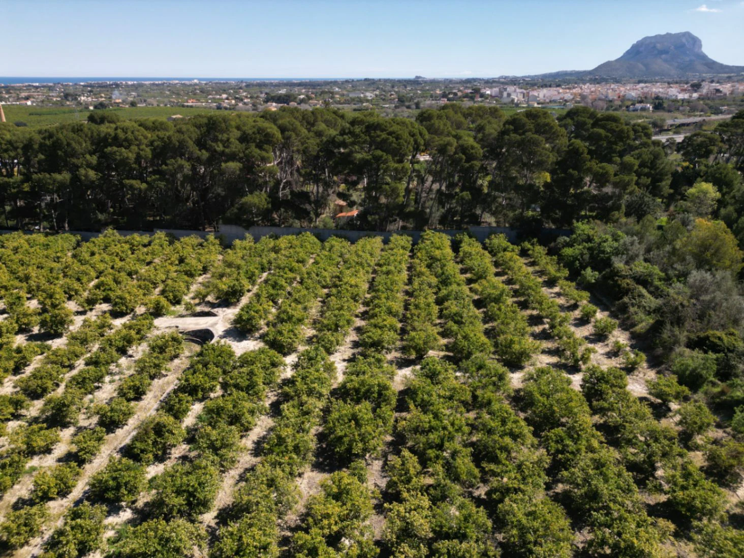 Terrain à vendre dans la forêt d’orangers à Benidoleig - avec un potentiel de construction et une vue imprenable