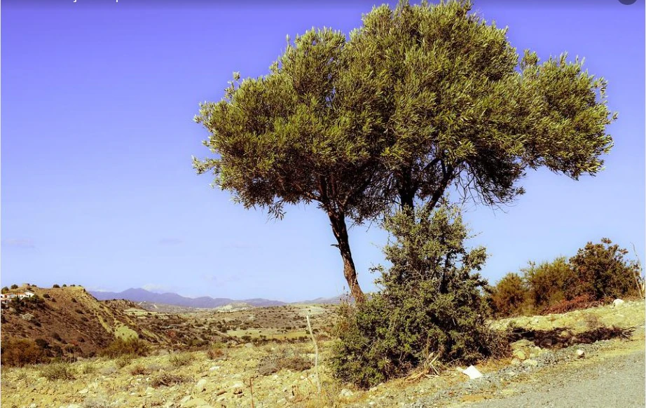 Terrain à la vente à Benissa