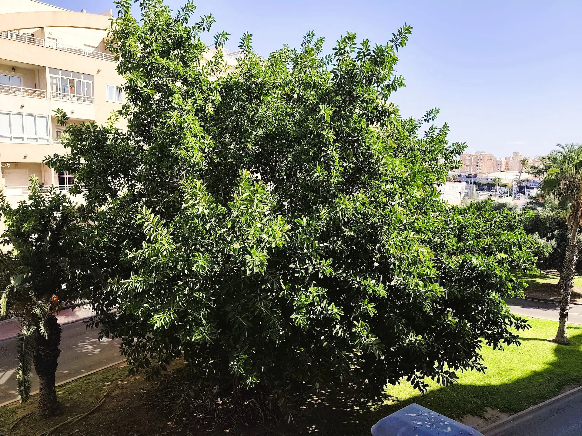 Apartment te verkoop in Torrevieja