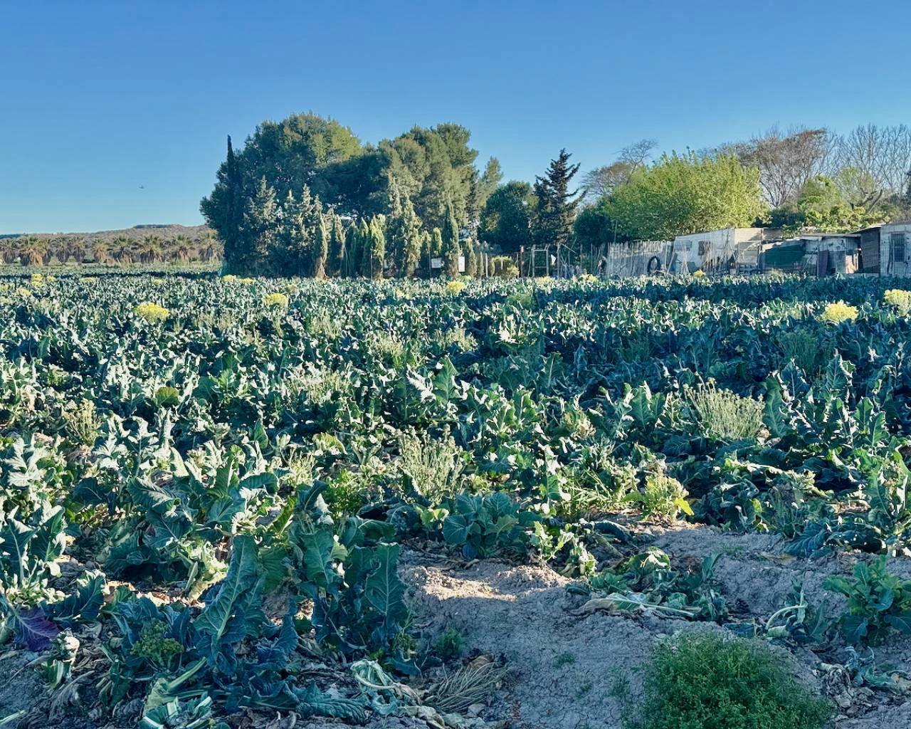 Finca for sale in Guardamar Del Segura
