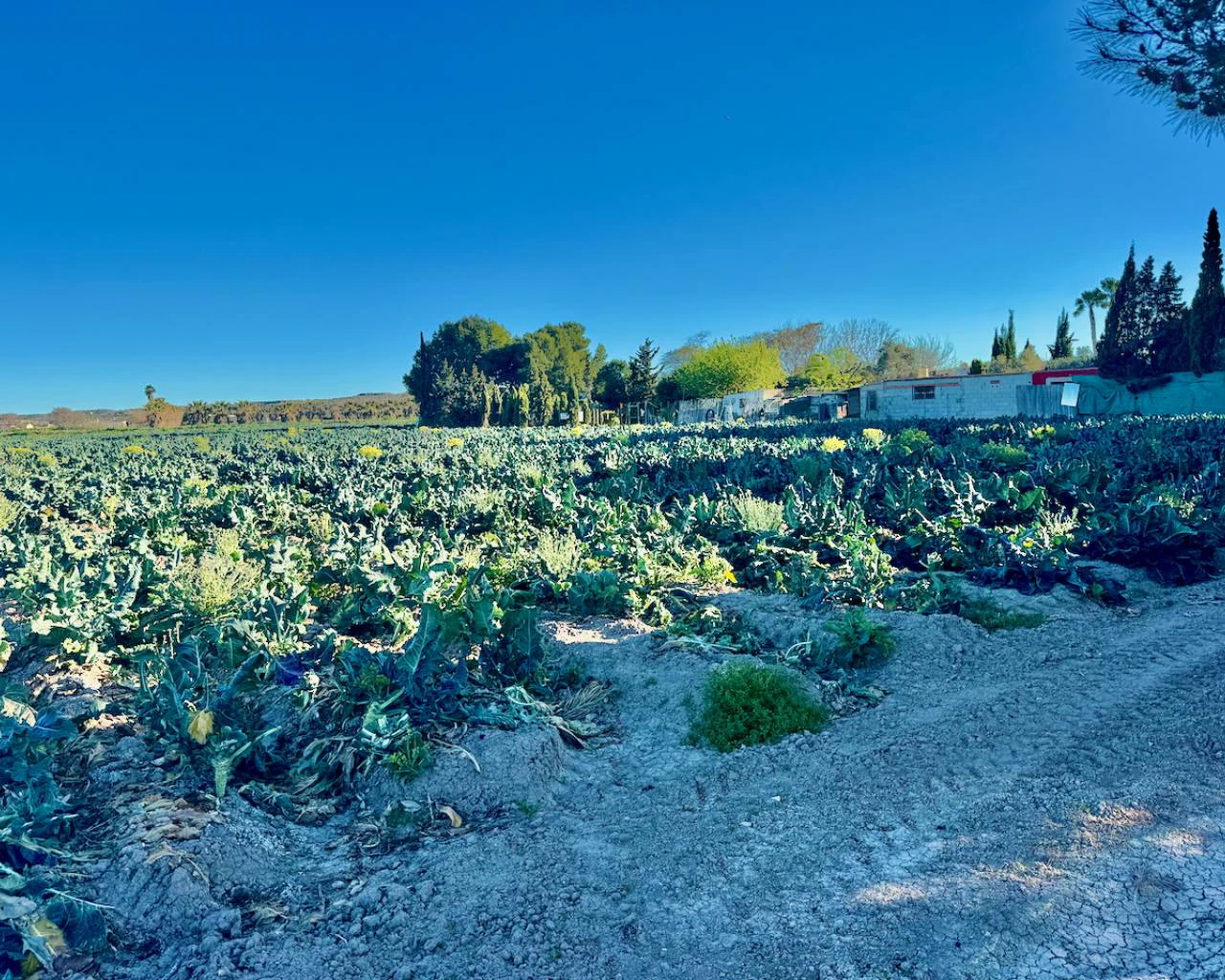 Finca for sale in Guardamar Del Segura
