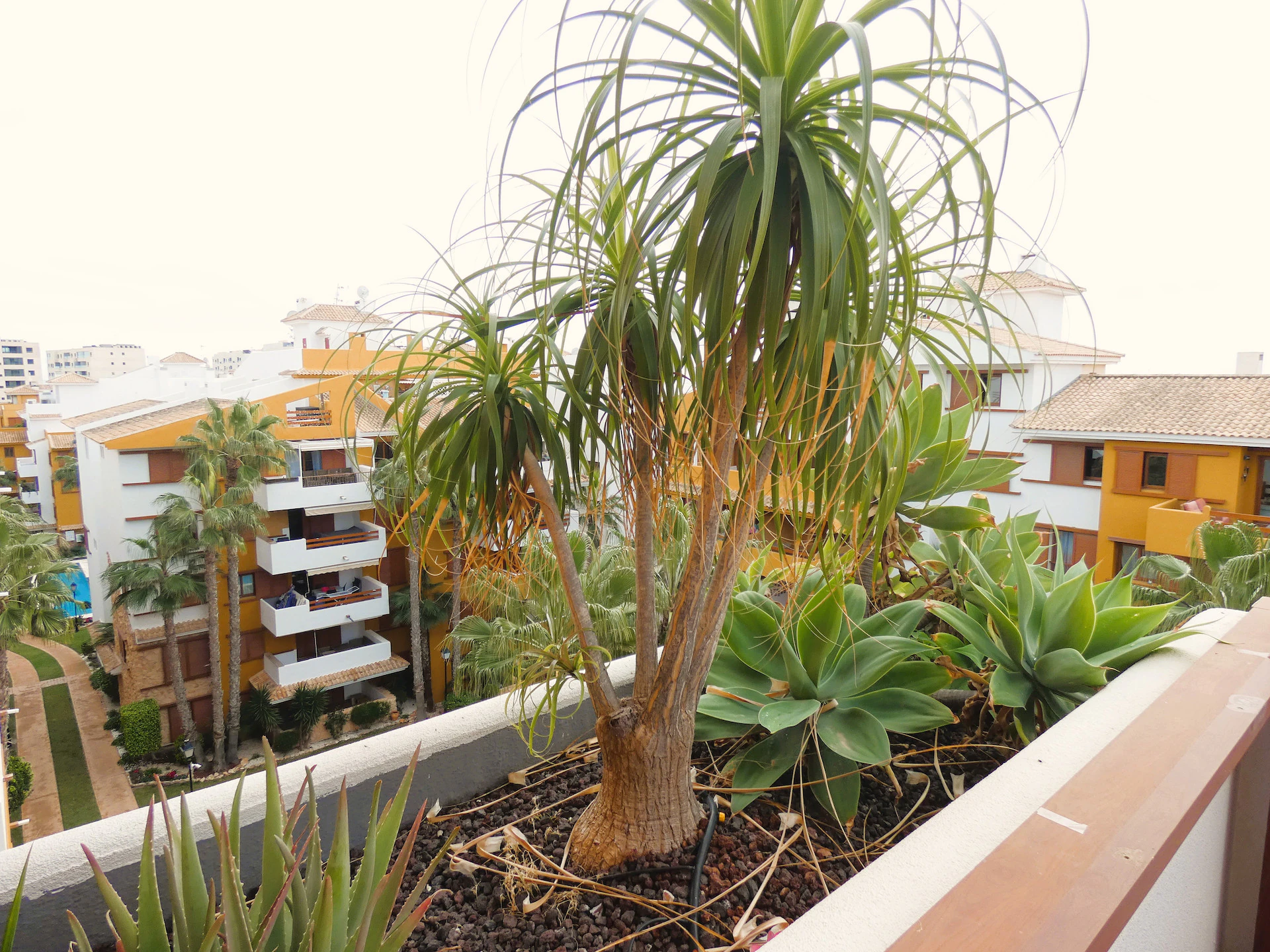 Flat for sale in Torrevieja