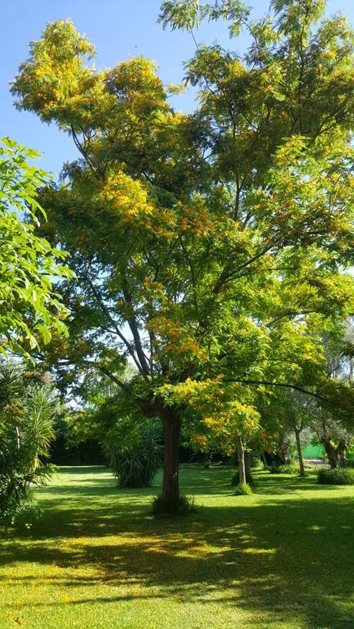 Ondara. Finca amplia en venta