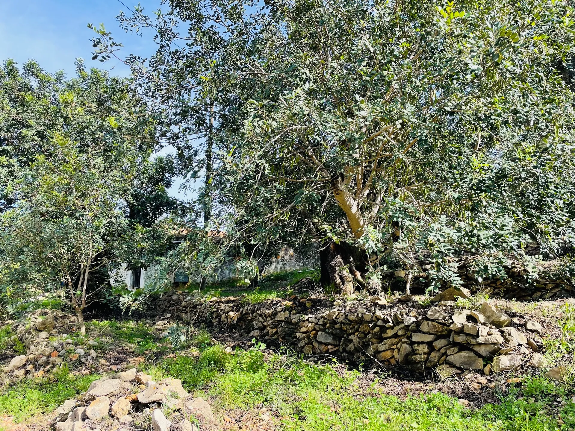 Casa de campo en zona Rotas con parcela de 12000m2.