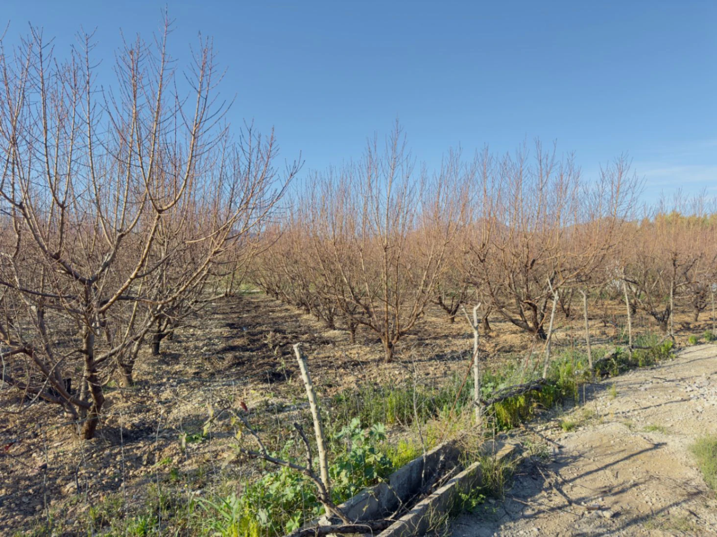 Terreno de 10000m2 urbanizable en Beniarbeig