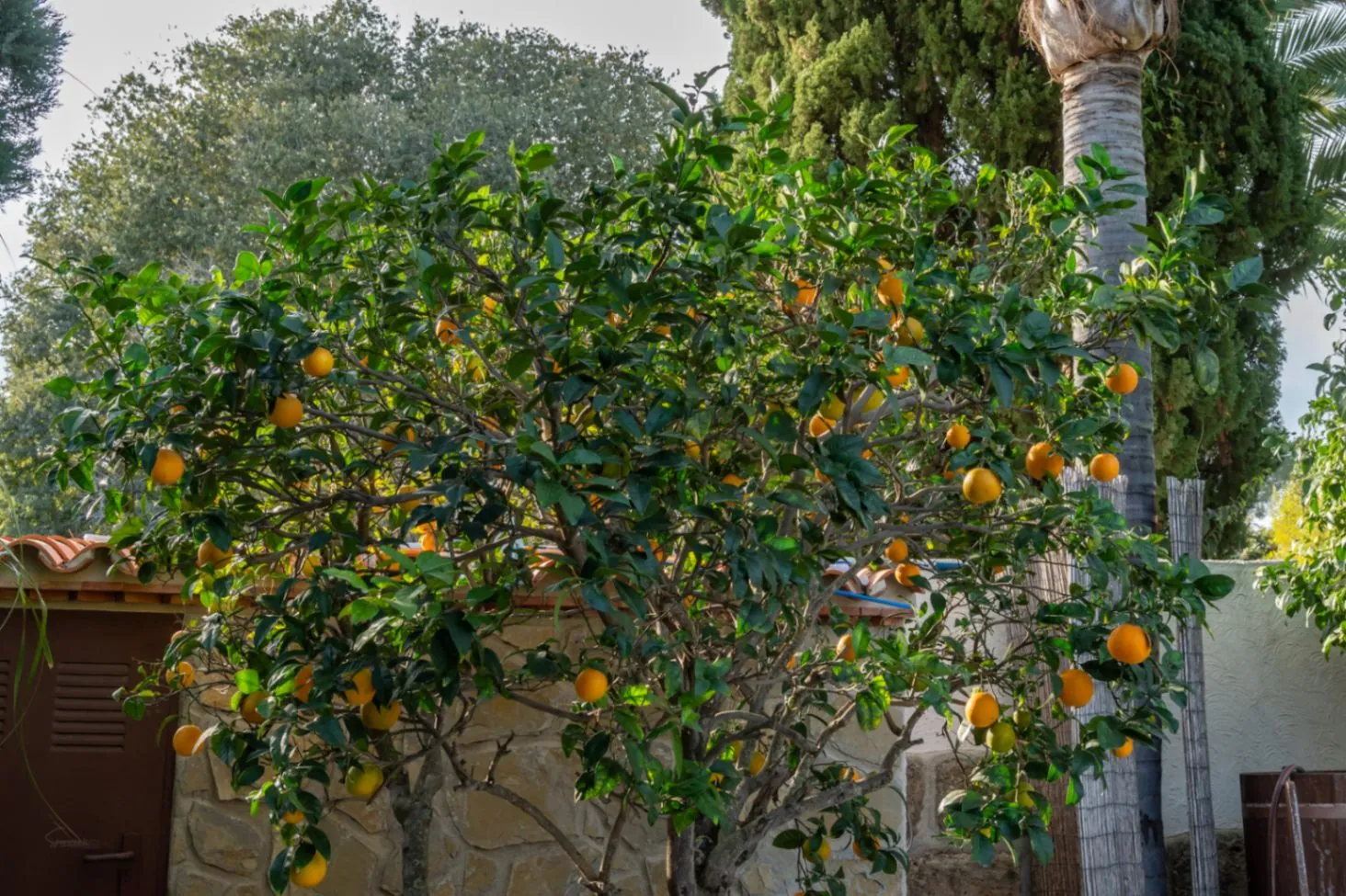 4800 - Villa avec appartement d'invités, entièrement rénovée et proche du centre historique de Jávea.