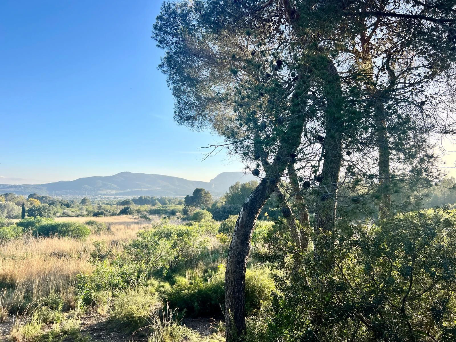 CRGG748936 - Large Building Plot on Montgo