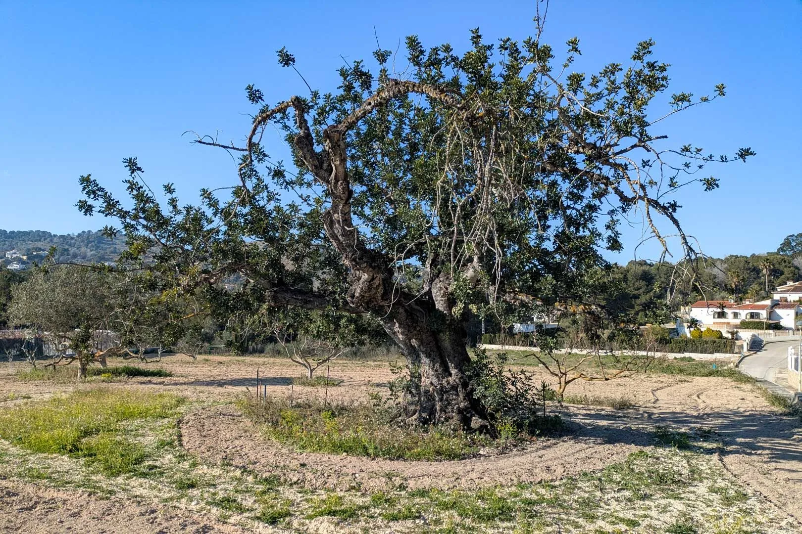 Finca tradicional con múltiples parcelas en venta en pinosol-las laderas, Jávea