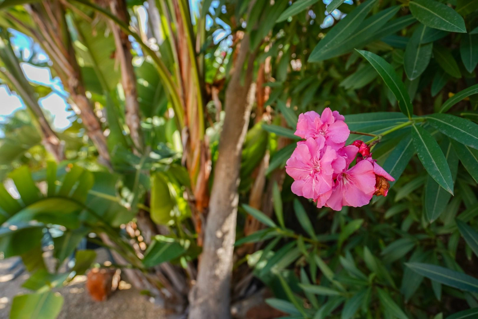 Encantadora villa tradicional en venta en Costa Nova, Jávea
