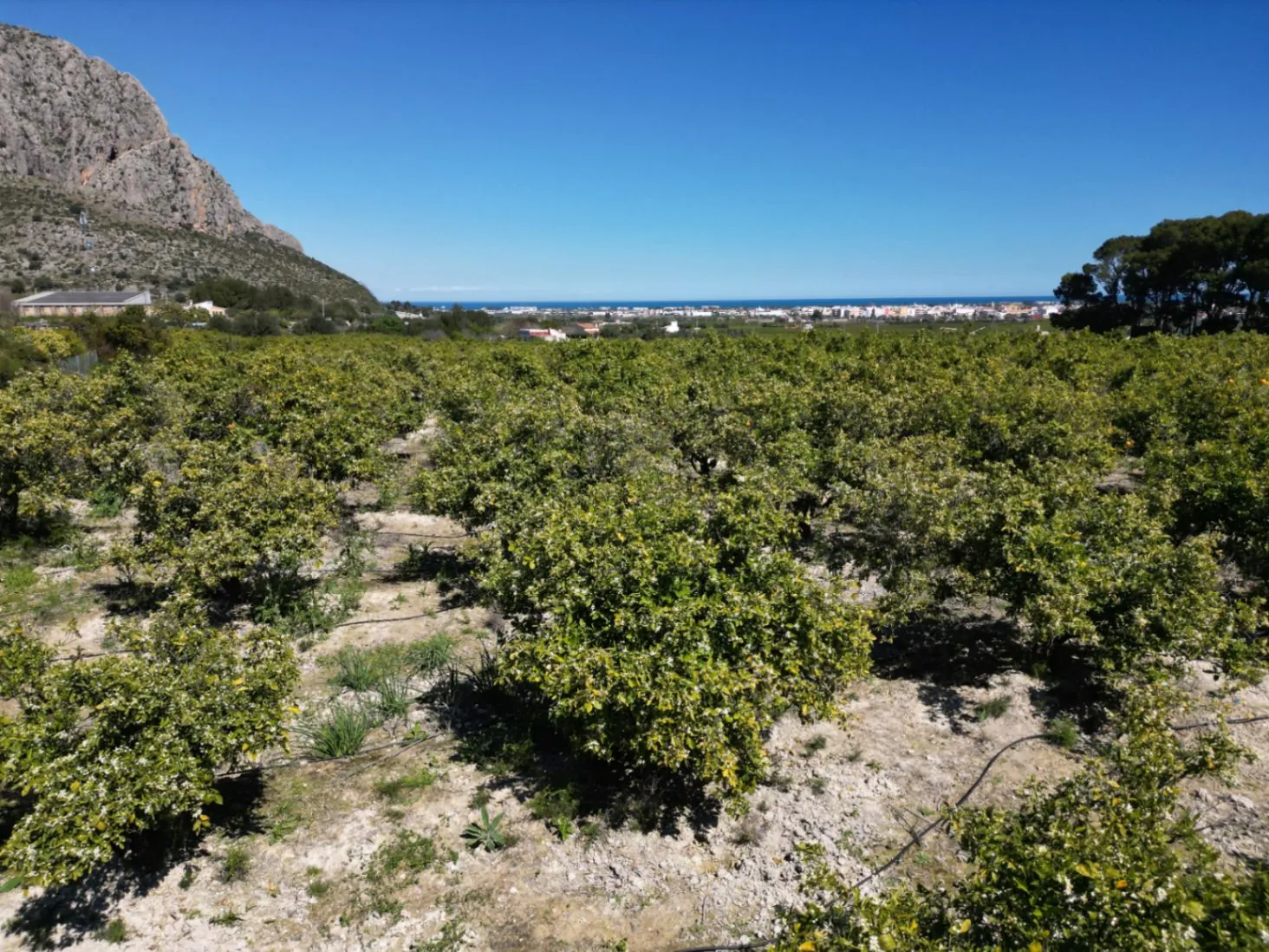 Sinaasappelboomgaard land te koop in Benidoleig - met bouwpotentieel en een prachtig uitzicht