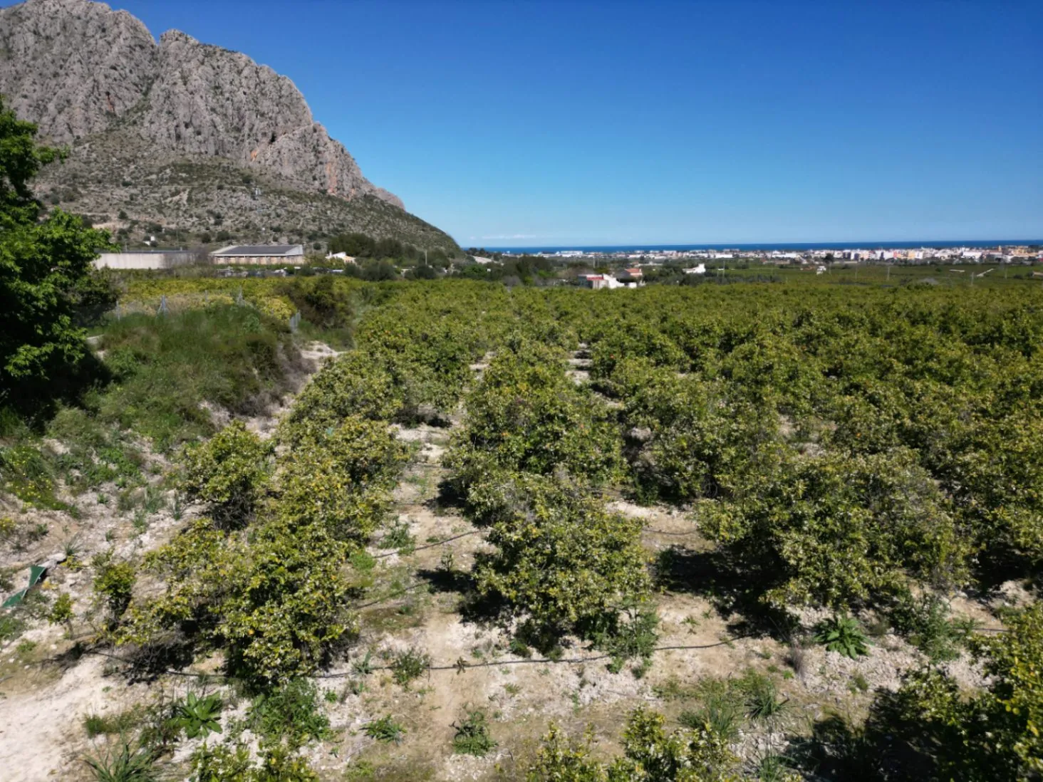 Sinaasappelboomgaard land te koop in Benidoleig - met bouwpotentieel en een prachtig uitzicht