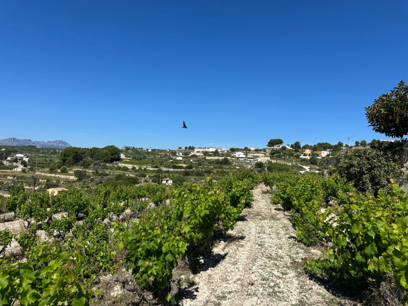 Exclusief Rustiek Perceel met Panoramisch Zeezicht in Teulada-Moraira