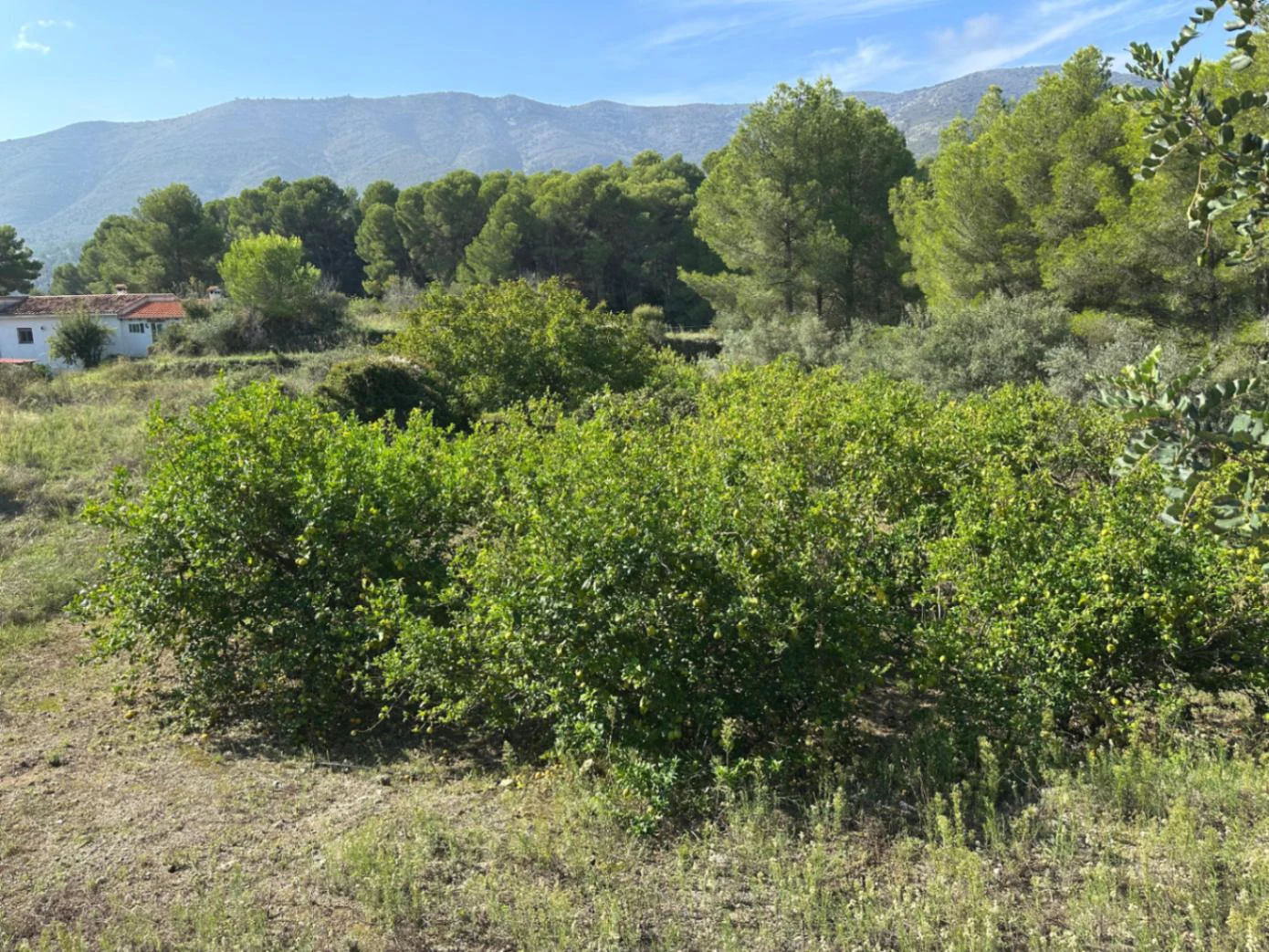 Parcela Urbana en Venta en Parcent – Parc Arenal, a Solo 1 km del Centro del Pueblo